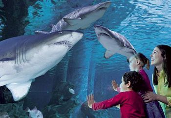 acquario-le-navi-di cattolica Acquario Le Navi di Cattolica
