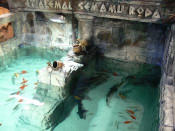 minitalia-leolandia-acquario L'acquario del parco divertimenti Minitalia Leolandia