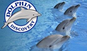 Logo DolphinDiscovery - Zoomarine