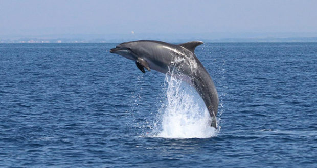 Delfino che salta in mare