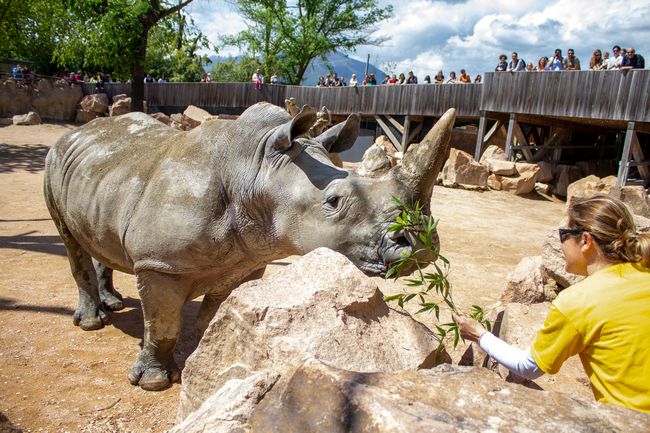 Rinoceronte allo zoo di cumiana Zoom Torino