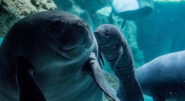 Vasca lamantini all'Acquario di Genova