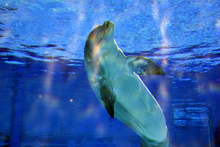 Delfino femmina del parco Oltremare di Riccione