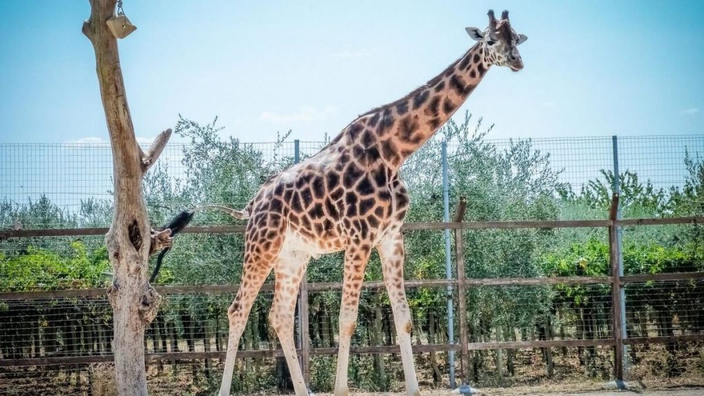 Esemplare di giraffa in cattività allo Zoo d'Abruzzo