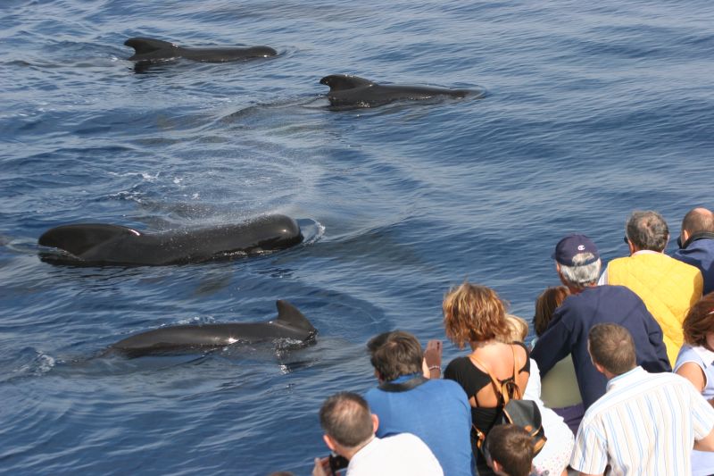 Avvistamento cetacei durante un'escursione in barca nel Mar Ligure