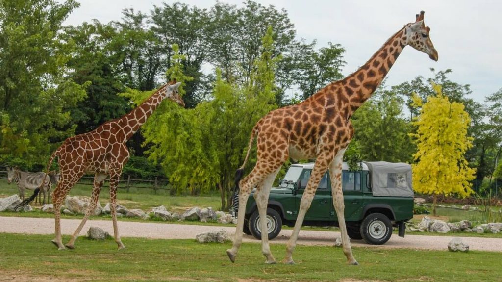 Giraffe allo zoo safari Natura Viva