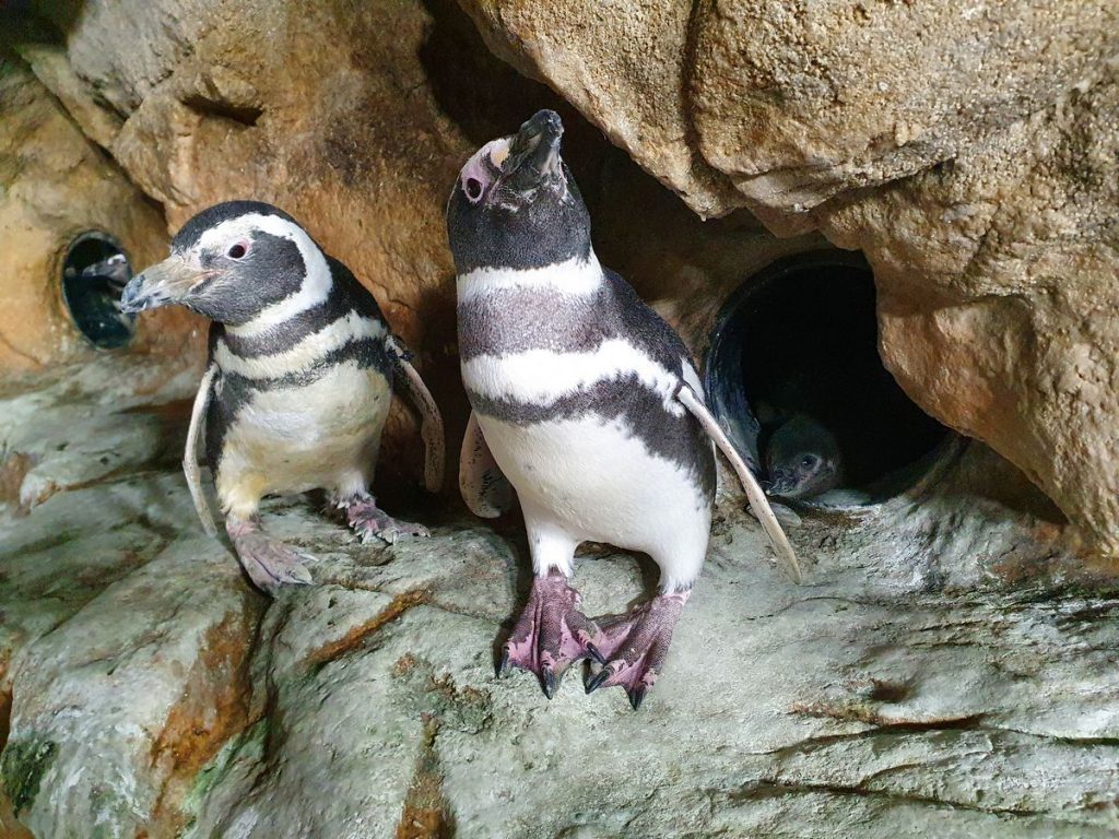 Pulcino di pinguino di Magellano nato a luglio 2022 nell'Acquario di Genova 
