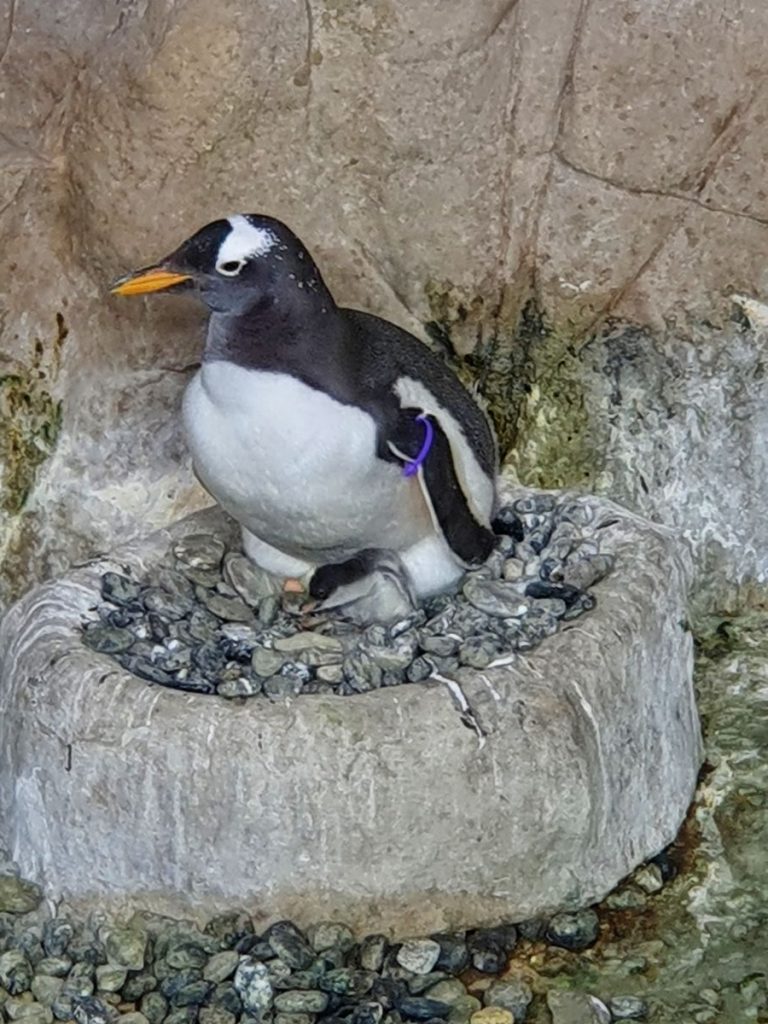 Pulcino di pinguino Papua nato nel 2022 all'Acquario di Genova