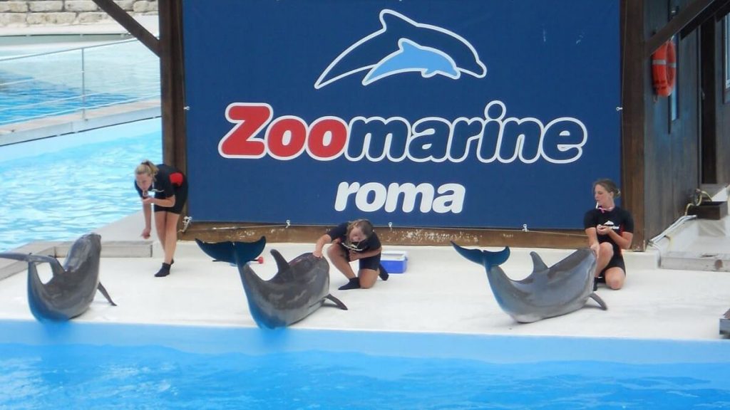 Spettacolo dei delfini a Zoomarine