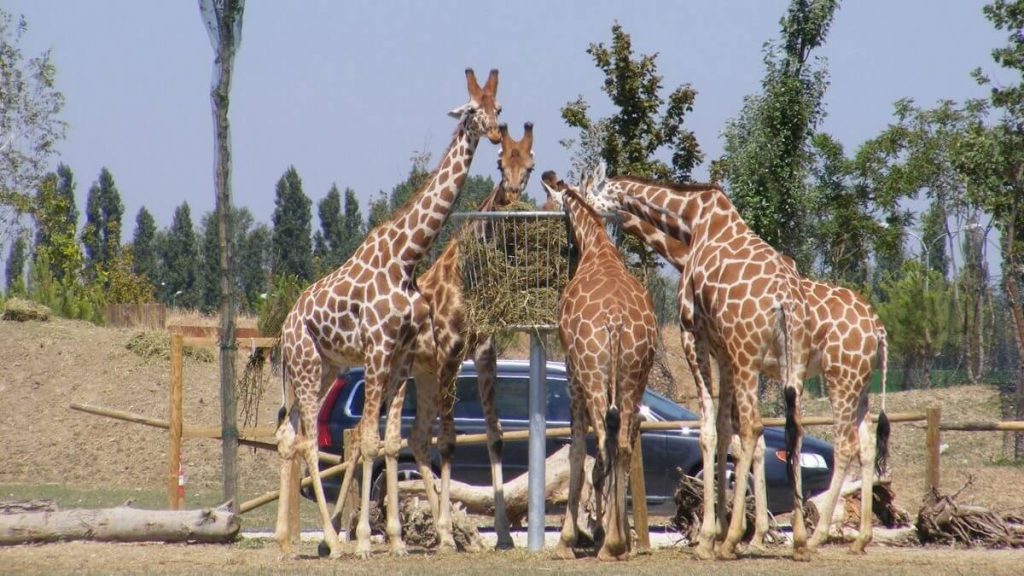 Giraffe allo zoo safari Ravenna, vicino Mirabilandia