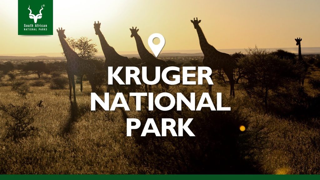 Giraffe al tramonto nel Krugen National Park in Sudafrica