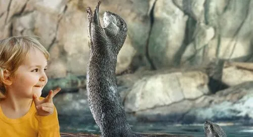 Le lontre asiatiche dell'Acquario di Cattolica