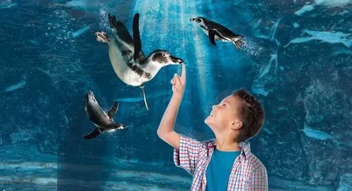 Vasca dei pinguini all'Acquario di Cattolica