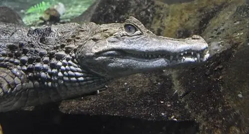 Caimano nano di Cuvier dell'Acquario di Cattolica