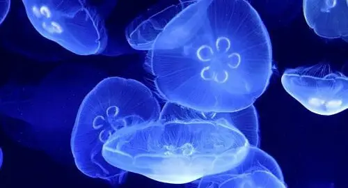 Vasca delle meduse all'Acquario di Cattolica