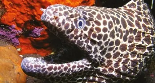 Vasca delle murene dell'Acquario di Cattolica
