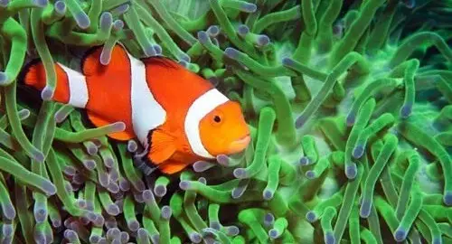 Un Pesce Pagliaccio dell'Acquario di Cattolica