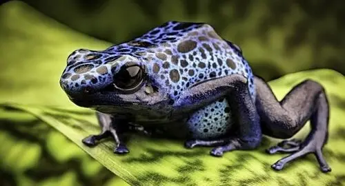 Piccola rana blu dell'Acquario di Cattolica