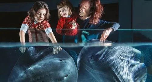 Famiglia davanti alla vasca dove si possono toccare le razze