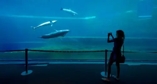 Vasca dei delfini dell'Acquario di Genova