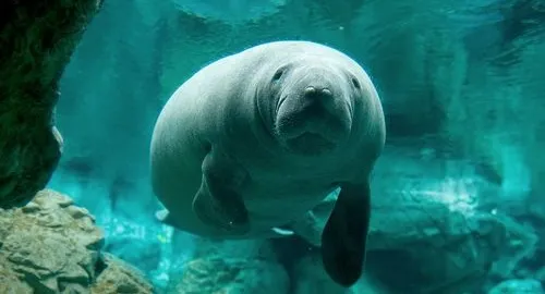 Uno dei lamantini dell'Acquario di Genova