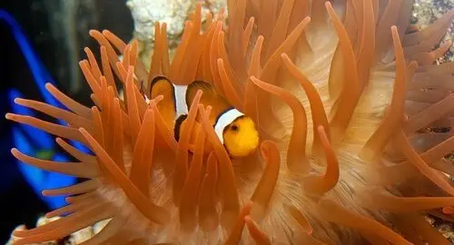 Vasca dei pesci pagliaccio all'Acquario di Genova