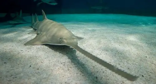 Pesce sega all'Acquario di Genova