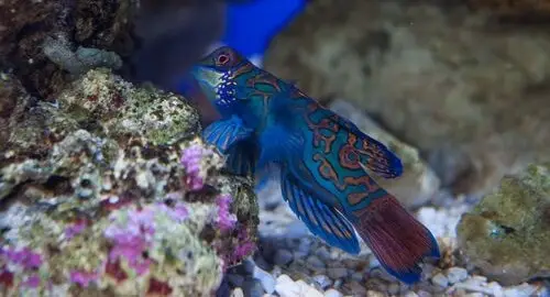 Vasca dei pesci tropicali all'Acquario di Genova