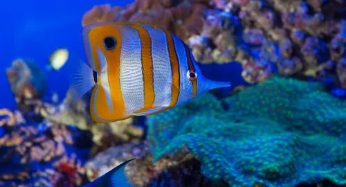 Vasca dei pesci tropicali all'Acquario di Genova