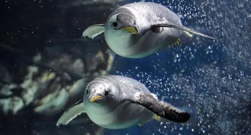 Vasca antartica con i pinguini all'Acquario di Genova