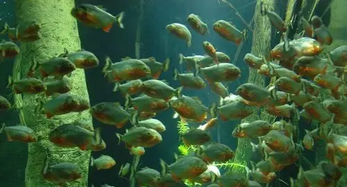 Vasca dei piranha all'Acquario di Genova