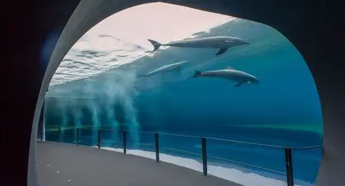 Tunnel trasparente al Padiglione dei Cetacei dell'Acquario di Genova