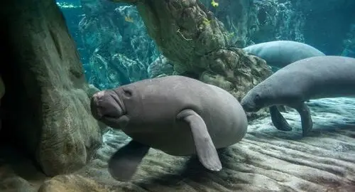 Vasca dei lamantini all'Acquario di Genova