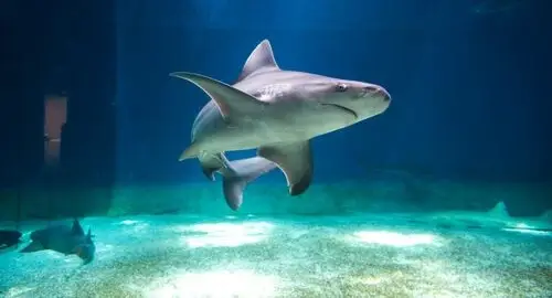 Vasca degli squali all'Acquario di Genova