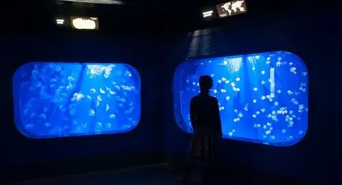 Sala dell'Acquario di Genova con le vasche delle meduse