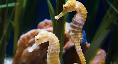 Vasca dei Cavallucci Marini all'Acquario di Livorno