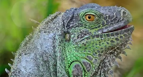 Esemplare di iguana ospitato nel rettilario dell'Acquario di Livorno