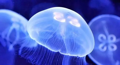 Vasca delle meduse all'Acquario di Livorno