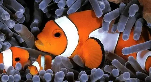 Pesce Pagliaccio all'Acquario di Livorno