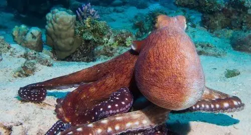 Polpo dell'Acquario di Livorno