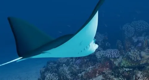 Aquila di mare che si può vedere all'Acquario di Livorno
