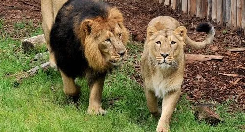 Leoni asiatici allo zoo di Roma