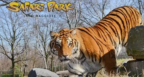 Tigre allo zoo safari di Varallo Pombia