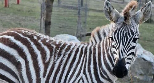 Zebra allo zoo safari di Ravenna