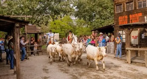 Cowboys a cavallo guidano una mandria di bovini durante lo stunt show di Cowboyland