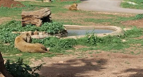 Percorso safari dello zoo di Fasano