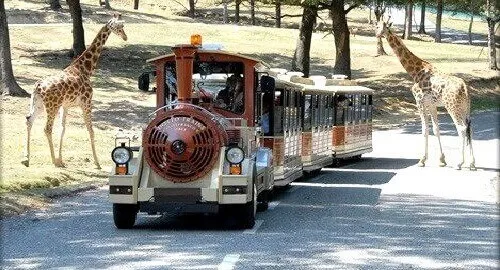 Il trenino che permette di visitare lo zoo safari di Varallo Pombia