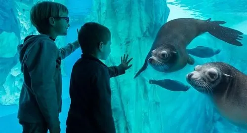 Bambini ammirano i leoni marini dell'acquario Sea Life di Gardaland