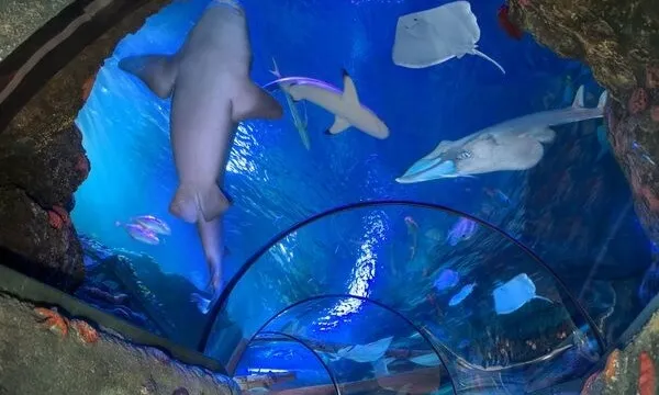 Vasca degli Squali chitarra all'acquario Gardaland Sea Life