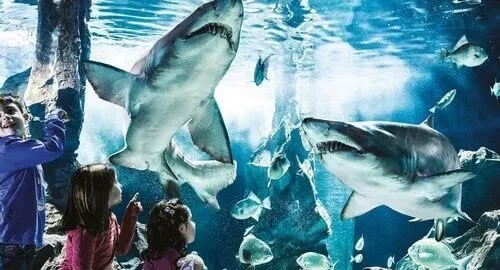 Vasca degli squali nell'acquario Le Navi di Cattolica